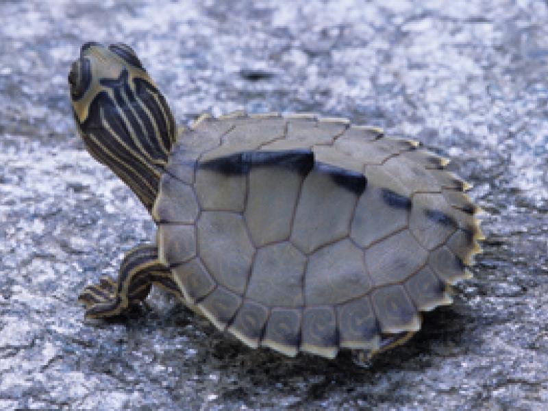 Alabama Map Turtle Outdoor Alabama